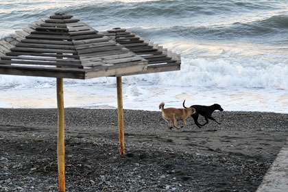Бродячие собаки на пляже в Сочи
