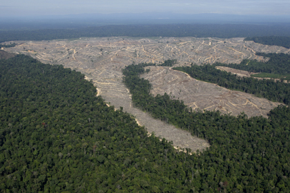 Участки вырубленного леса на острове Суматра