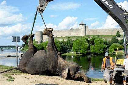 Умерший цирковой слон Мэди