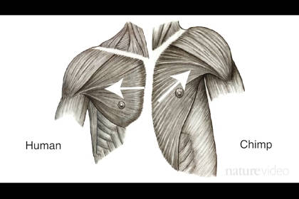 Разница в строении плечевого пояса у человека (слева) и шимпанзе (справа)