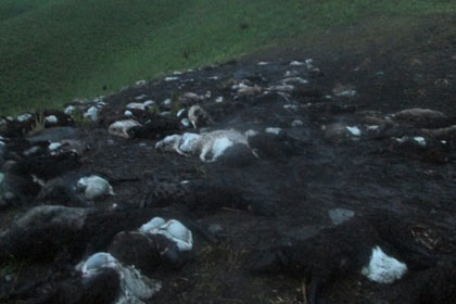 В Киргизии ударом молнии убило 355 овец