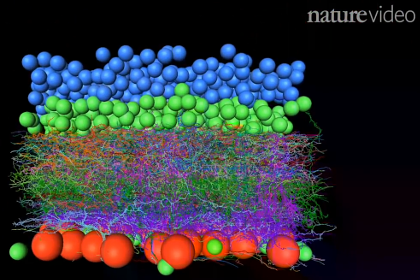 Нейроны сетчатки поделены на тела клеток (обозначены шарами) и дендриты