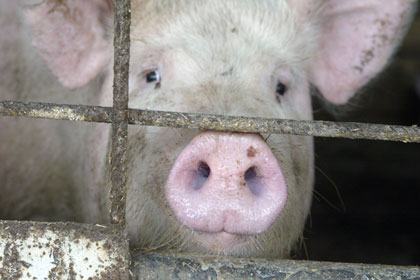 Россельхознадзор запретил ввоз белорусских свиней