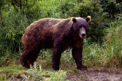 Медведь украл у иркутских дачников борщ 