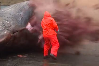 На Фарерских островах взорвался кит 