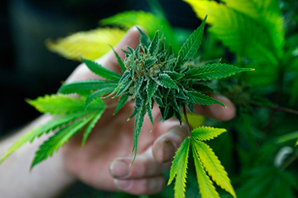 В Киргизии предложили легализовать марихуану