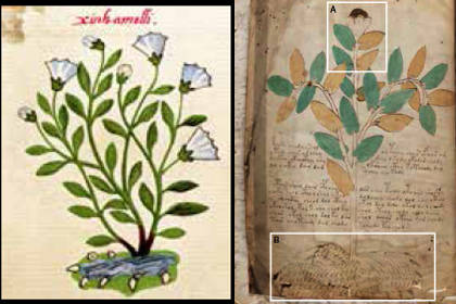Сопоставление растения из кодекса Cruz-Badianus и манускрипта Войнича (справа)