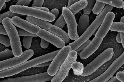 Бактерии E. coli (Кишечная палочка)