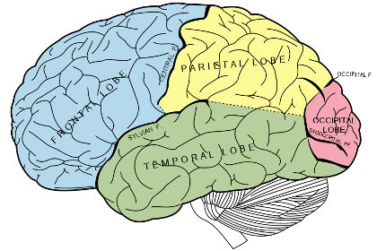 Четыре зоны коры головного мозга