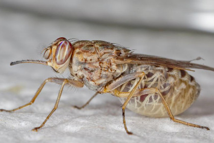 Беременная муха цеце