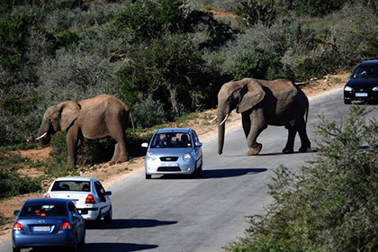 Дикие слоны в Порт-Элизабет, ЮАР 