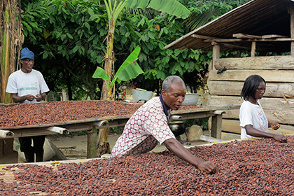 Производство какао в Гане 