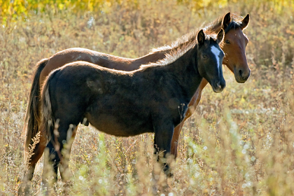 В Новой Москве из частной конюшни похитили лошадь с жеребенком