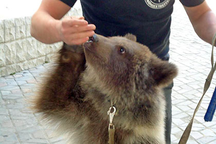 В Крыму придумали имя подаренному Кадыровым медвежонку