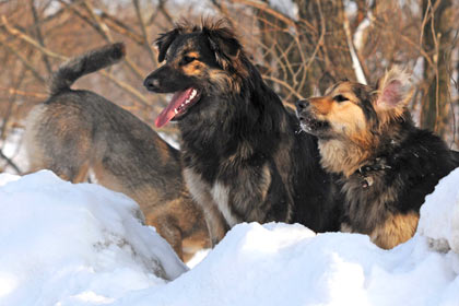 В Ленобласти запретили охоту на собак