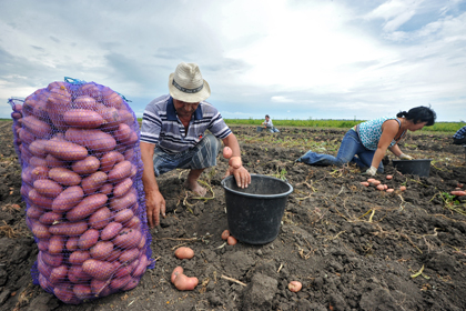 Сокращенным московским чиновникам предложили перебирать картошку 