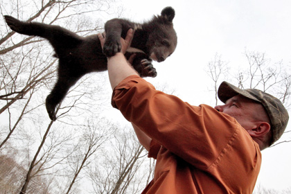Один из четырех найденных в тайге гималайских медвежат, Приморский край