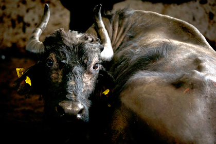 Россельхознадзор увеличит число поставщиков индийской буйволятины в Россию