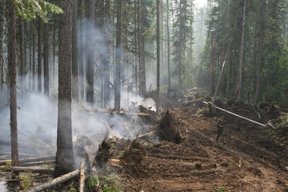Существенно сократилась площадь лесных пожаров на востоке страны