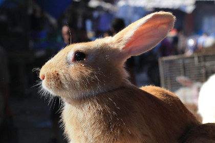 Датский радиоведущий убил крольчонка в прямом эфире