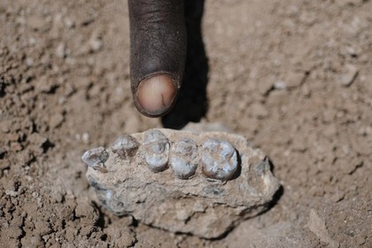 Верхняя челюсть Australopithecus deyiremeda