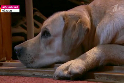 В Кремле назвали чудом возвращение слепой певице собаки-поводыря