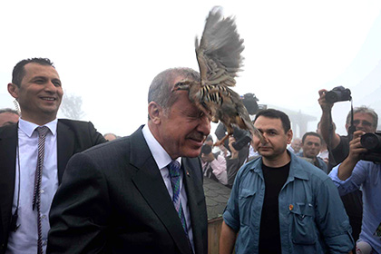 Куропатка садится на Тайипа Эрдогана