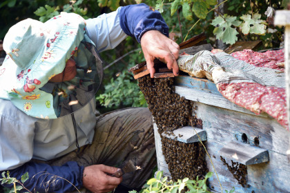 Российские пчеловоды попросили ограничить импорт сладостей
