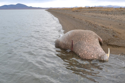 На Чукотке браконьеры убили моржей ради костей пенисов