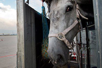 Пытавшихся попасть в Россию украинских лошадей умертвили на границе