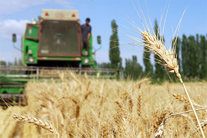 Россия стала крупнейшим экспортером пшеницы в мире