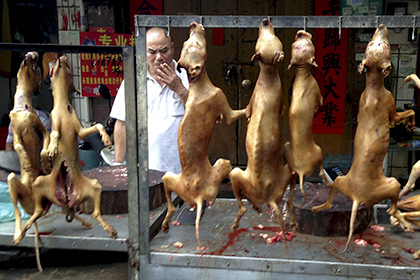 Протесты не смогли остановить фестиваль поедания собачьего мяса в КНР
