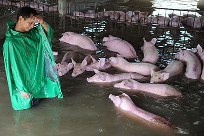 Спасатели пришли на помощь тонущим китайским свиньям