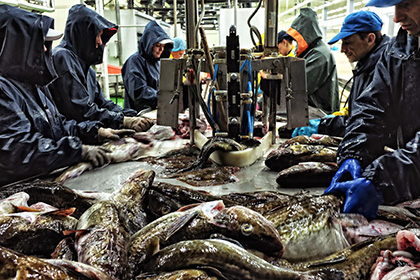 Роскачество выявило подмену трески в магазинах более дешевой рыбой