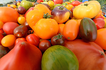 Генетики создали малопортящиеся помидоры