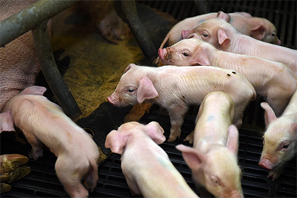 ВТО поддержала Евросоюз в споре с Россией из-за свинины