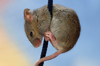У мышей нашли таинственные нейроны страха