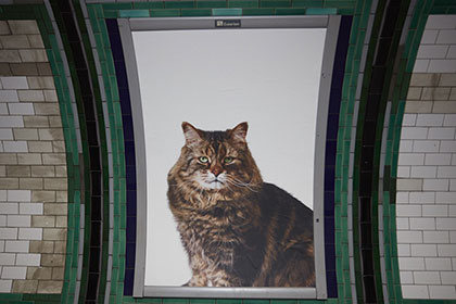 Британские энтузиасты выкупили рекламу в метро и заменили ее на портреты кошек