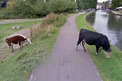 Google из соображений безопасности замазал на панораме морду корове
