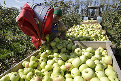 Поставки яблок из Белоруссии в Россию в пять раз превысили собранный урожай