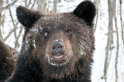 Амурские охотники выжили после нападения медведя