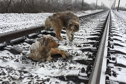 Пес два дня ложился под поезд ради спасения замерзшей подруги от холода