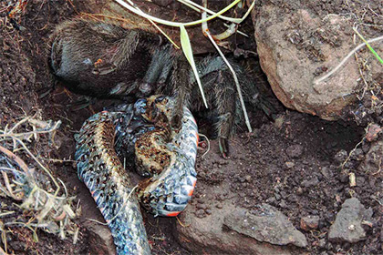 Ученые впервые задокументировали случай поедания тарантулом змеи