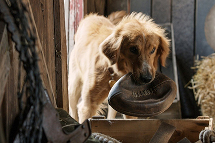 PETA призвала бойкотировать фильм «Собачья жизнь» за издевательства над псом