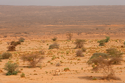 Названа причина превращения покрытой лесами Сахары в пустыню