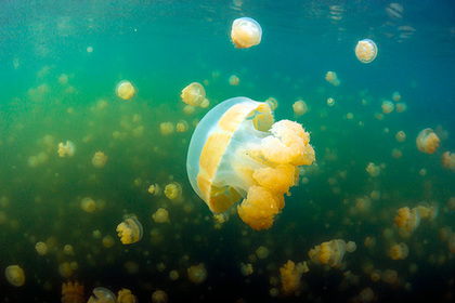 Ядовитые медузы атаковали отдыхающих на пляжах Гоа россиян