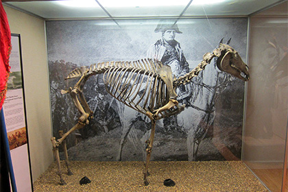Ирландское село потребовало у британского музея скелет коня Наполеона