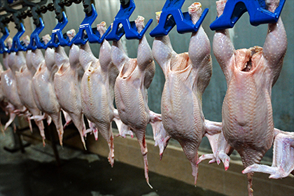 На подмосковном предприятии из-за птичьего гриппа уничтожили почти всех птиц