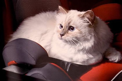 У кошки Карла Лагерфельда украли Instagram-аккаунт