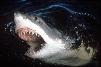 В Австралии акула убила 17-летнюю серфингистку
